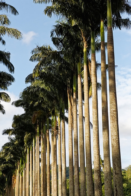 Kandy-Botanical garden-064